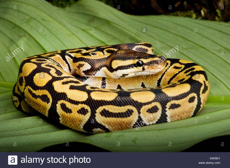 Royal Pythons - Premium Gradient Art Gallery - HD