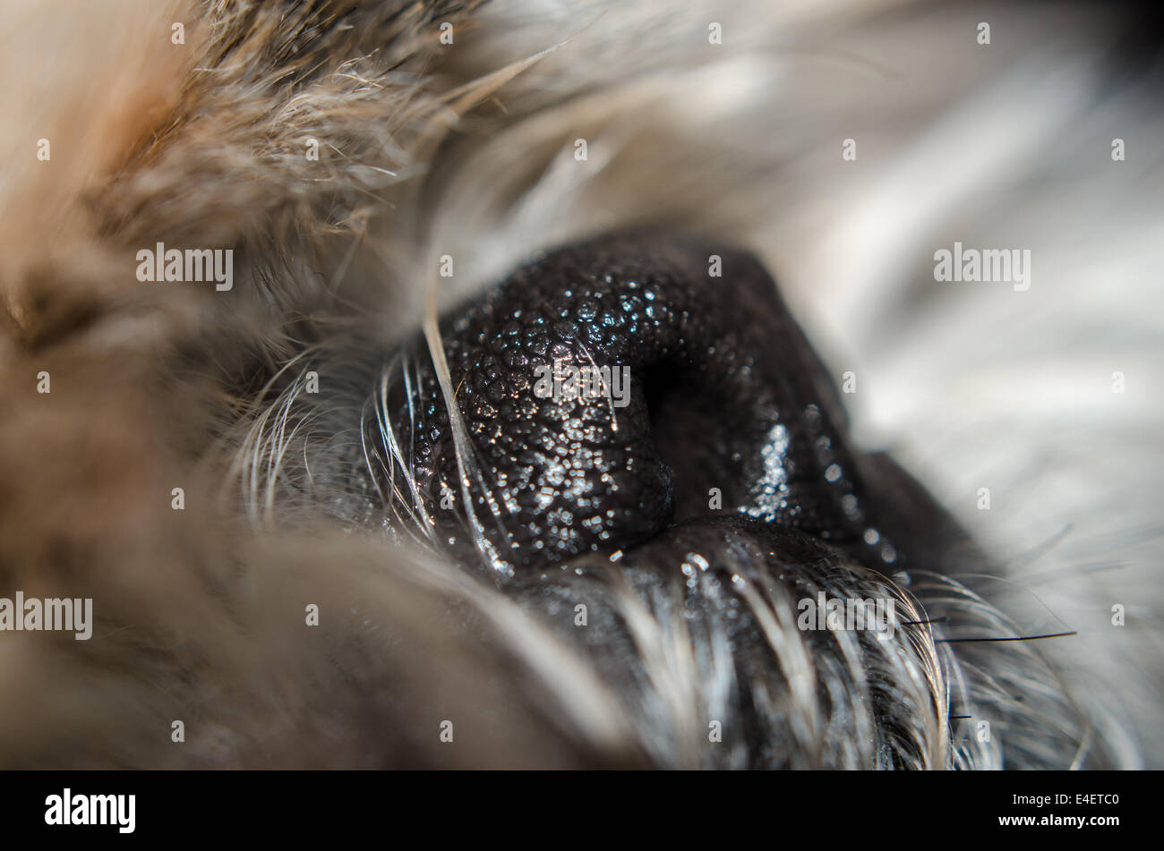 Peli Del Naso Immagini E Fotos Stock - Alamy 951_x_1300_jpg