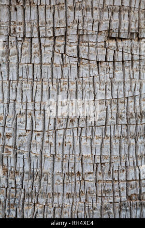 Learning how to water palm trees correctly is important to keeping the tree healthy. Palm Tree Trunk Texture As Background Stock Photo Alamy