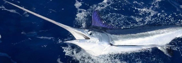 Cabo Magic Sportfishing Cabo Fishing Charters Los Cabos