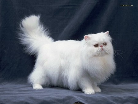 Fluffy white cat