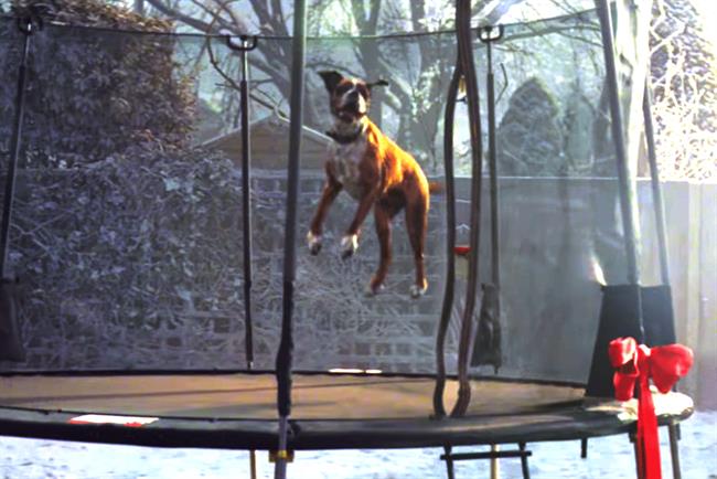 Lewis john stadler is a famous american biologist. John Lewis' 'Buster the Boxer' becomes brand's most shared