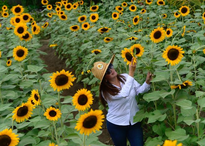 El Día de las Flores Amarillas: Una Celebración del Amor y la Esperanza