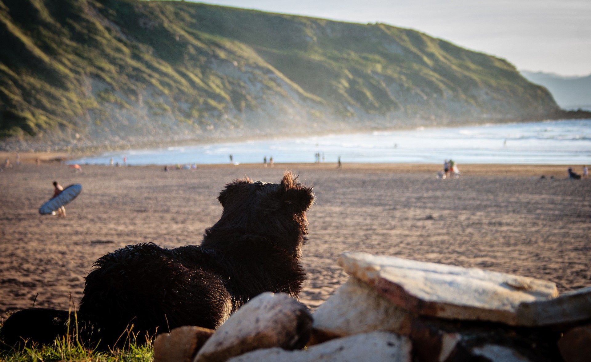 ¿Llevar o no llevar a tu perro a la playa? Todo depende de su personalidad