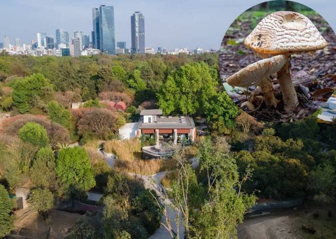 Festival del Bosque de Chapultepec 2025: Naturaleza y cultura en “Spora”