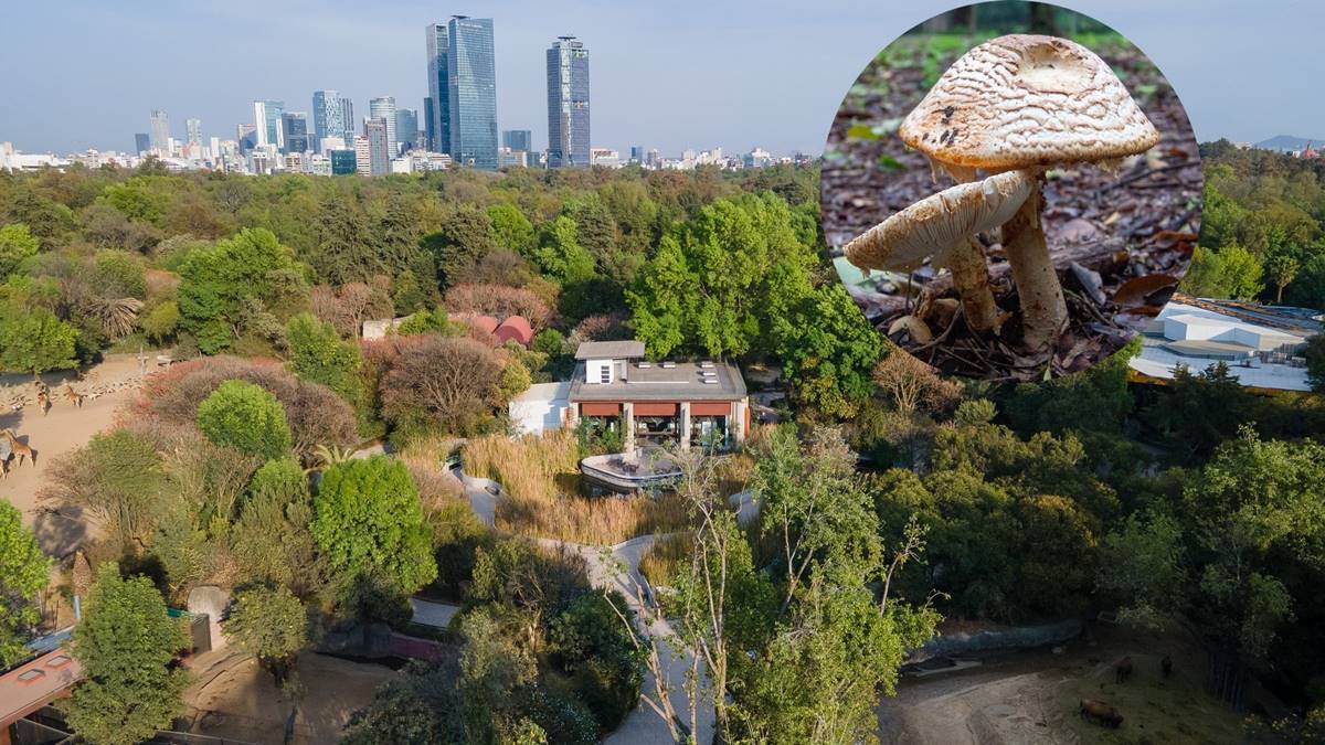 Festival del Bosque de Chapultepec 2025: Naturaleza y cultura en “Spora”