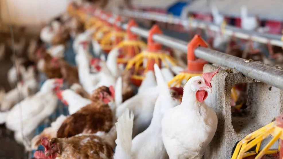 Confirman la primera muerte por influenza aviar H5N1 en México