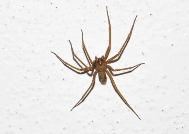 Araña violinista en México: dónde habita y cómo protegerte