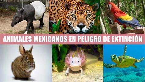 Más de 2 mil especies en México peligran por crisis ambiental, alerta el Inegi