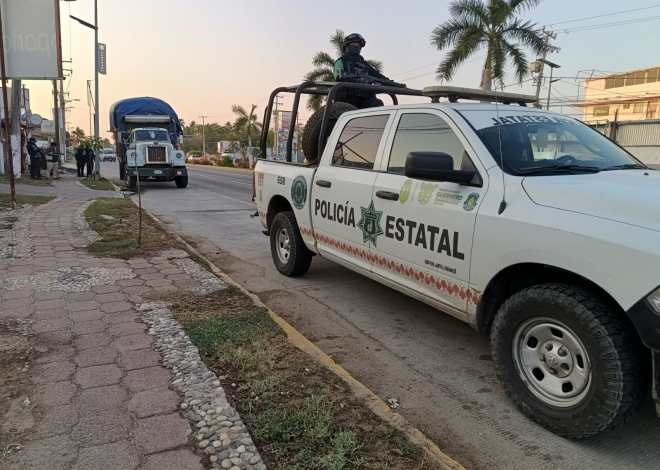 Asegura SSP Guerrero ocho mil ejemplares de palma real en Acapulco