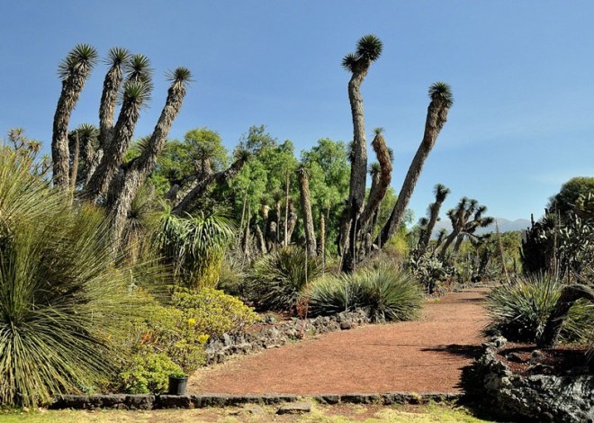 Hay más de mil seiscientas especies de plantas en peligro de extinción son protegidas en el Jardín Botánico de la UNAM.