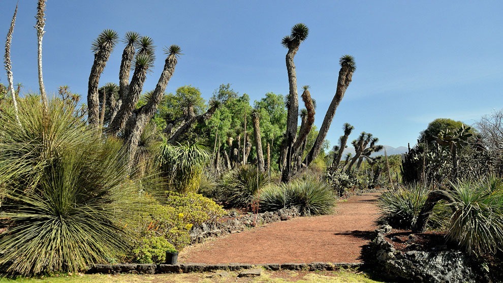 Hay más de mil seiscientas especies de plantas en peligro de extinción son protegidas en el Jardín Botánico de la UNAM.