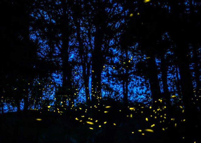 El Bosque de Chapultepec se ilumina con luciérnagas: vive un espectáculo natural sin salir de CDMX