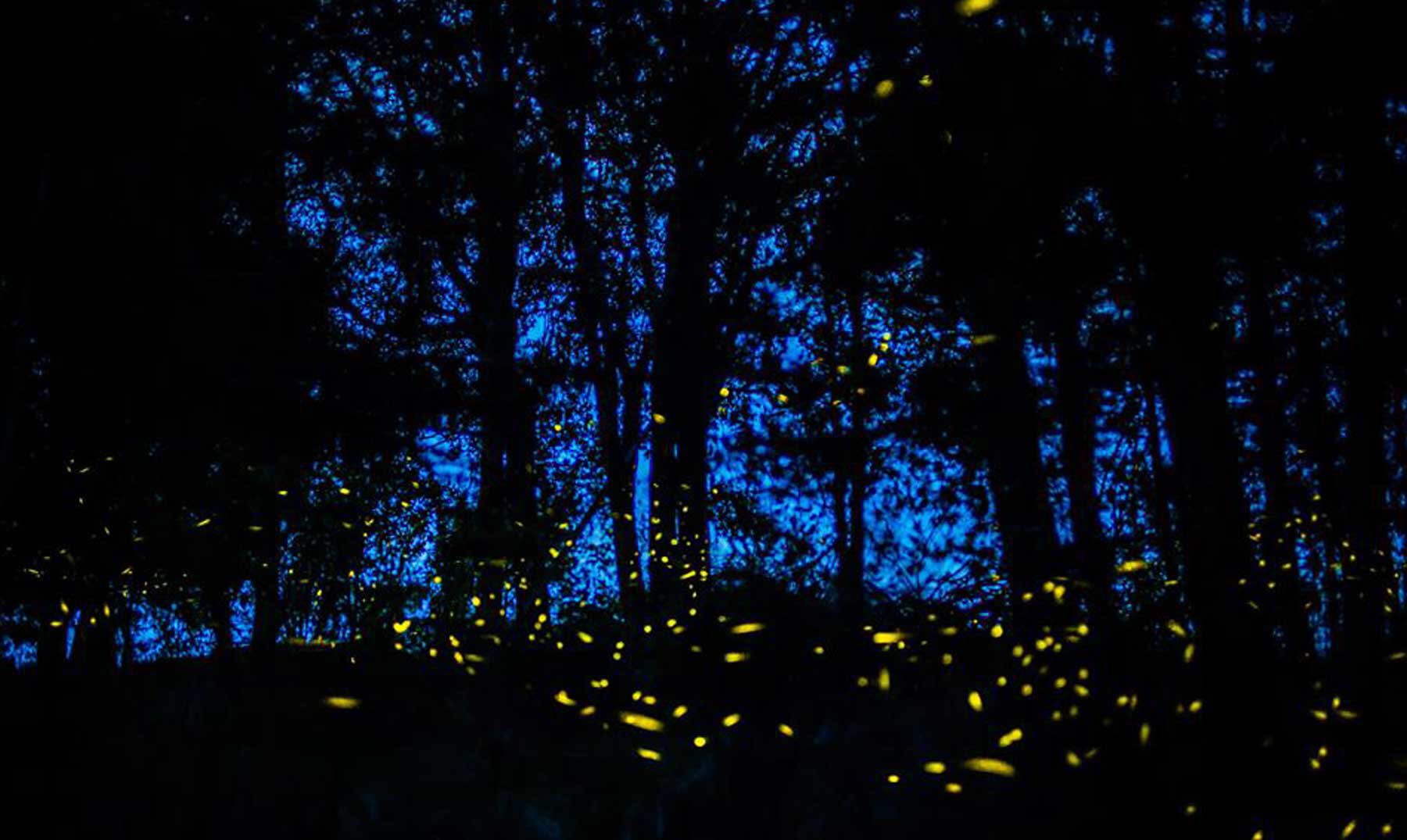 El Bosque de Chapultepec se ilumina con luciérnagas: vive un espectáculo natural sin salir de CDMX
