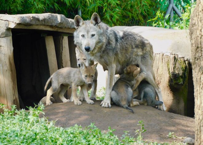 Nacen cuatro cachorros de lobo mexicano en el Zoológico de San Juan de Aragón