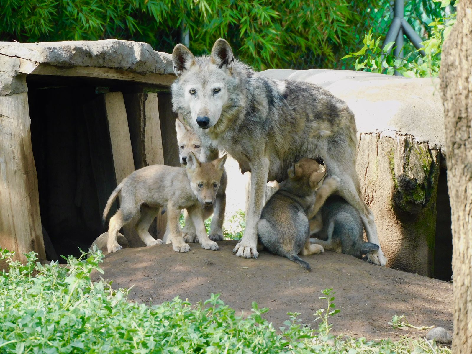 Nacen cuatro cachorros de lobo mexicano en el Zoológico de San Juan de Aragón
