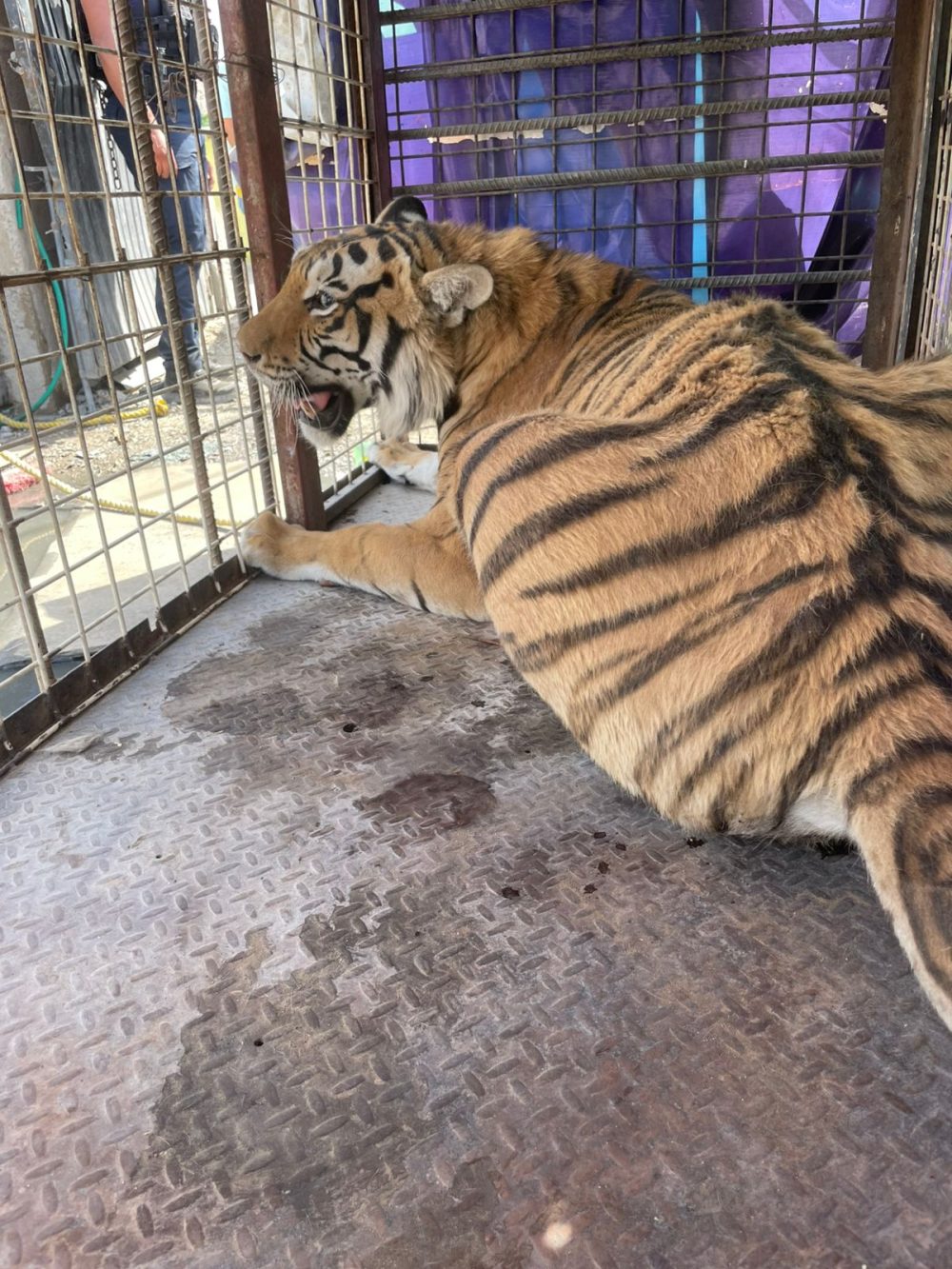 Aseguran tigre en condiciones precarias tras denuncia ciudadana