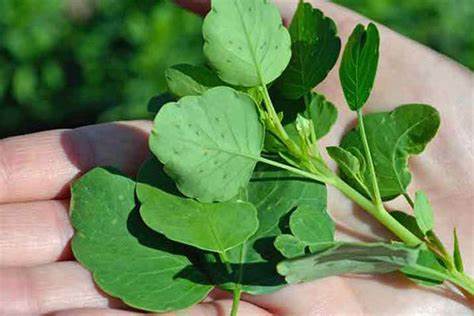 El pápalo: la planta mexicana que regula la presión y mejora la digestión