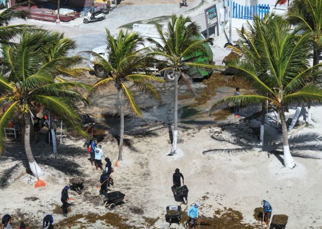Mediante la Operación Sargazo 2025, la Secretaría de Marina en coordinación interinstitucional protege los Intereses Marítimos Nacionales