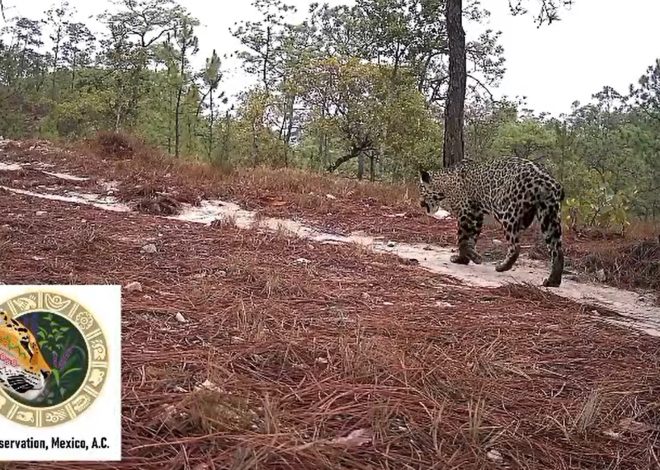 Confirman embarazo de jaguar sin cola en Pueblos Santos: un logro clave para la conservación en Guerrero