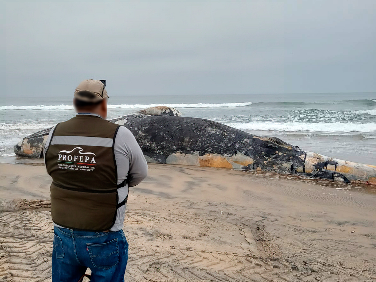 Ballena gris juvenil varada en Playas de Tijuana es atendida por Profepa
