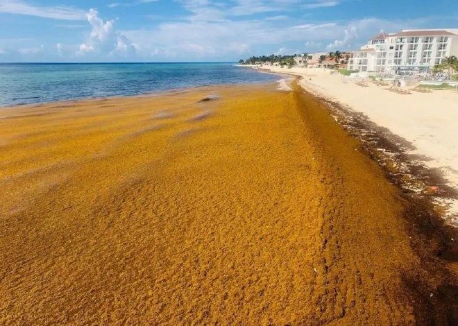 PAN acusa a Sheinbaum de minimizar impacto del sargazo en Quintana Roo