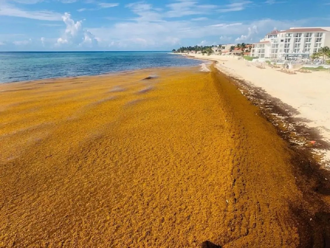 PAN acusa a Sheinbaum de minimizar impacto del sargazo en Quintana Roo