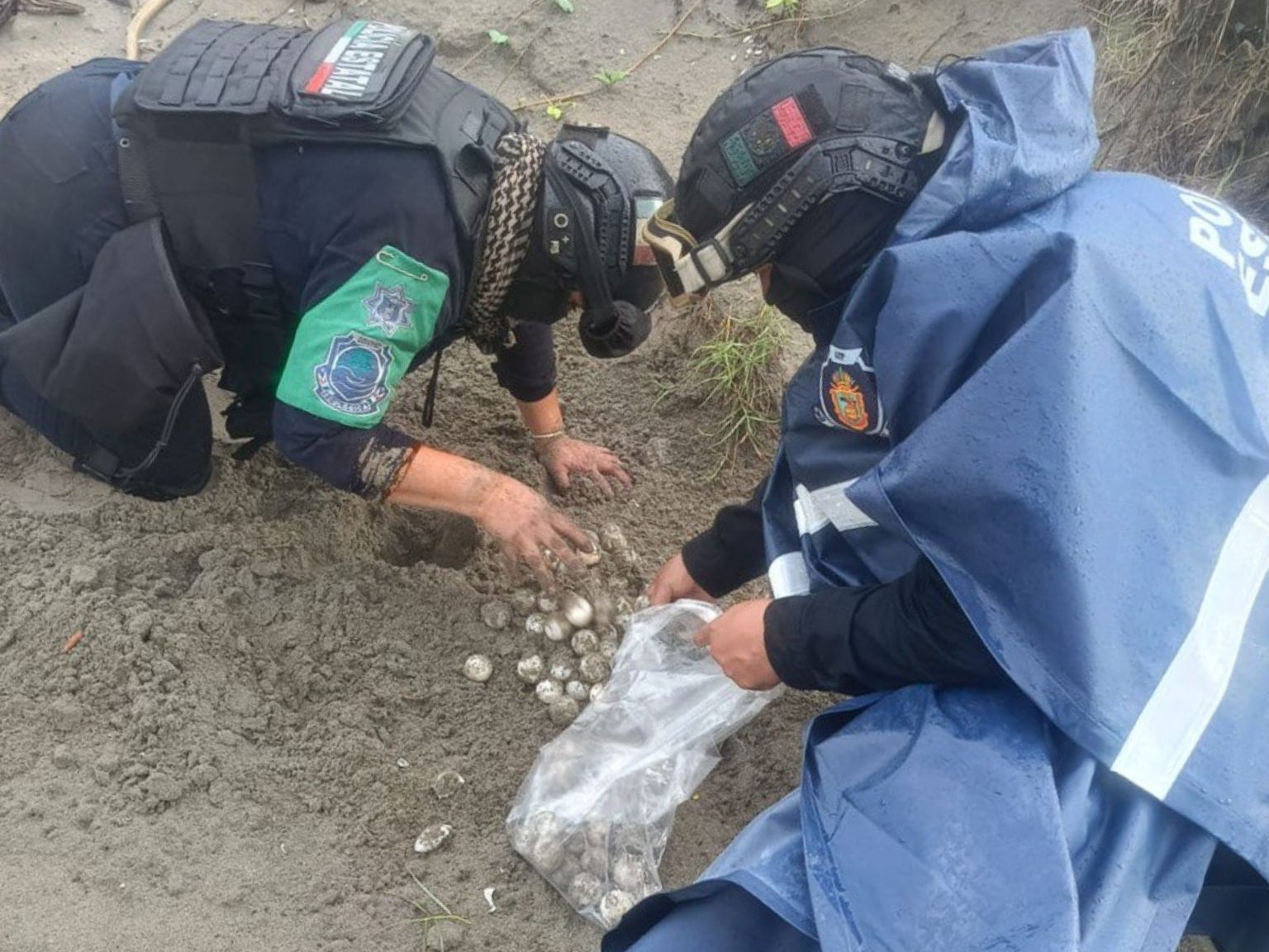 Policía Ecológica de Acapulco resguarda 84 huevos de tortuga marina en Barra Vieja