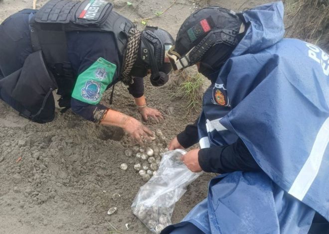 Policía Ecológica de Acapulco resguarda 84 huevos de tortuga marina en Barra Vieja