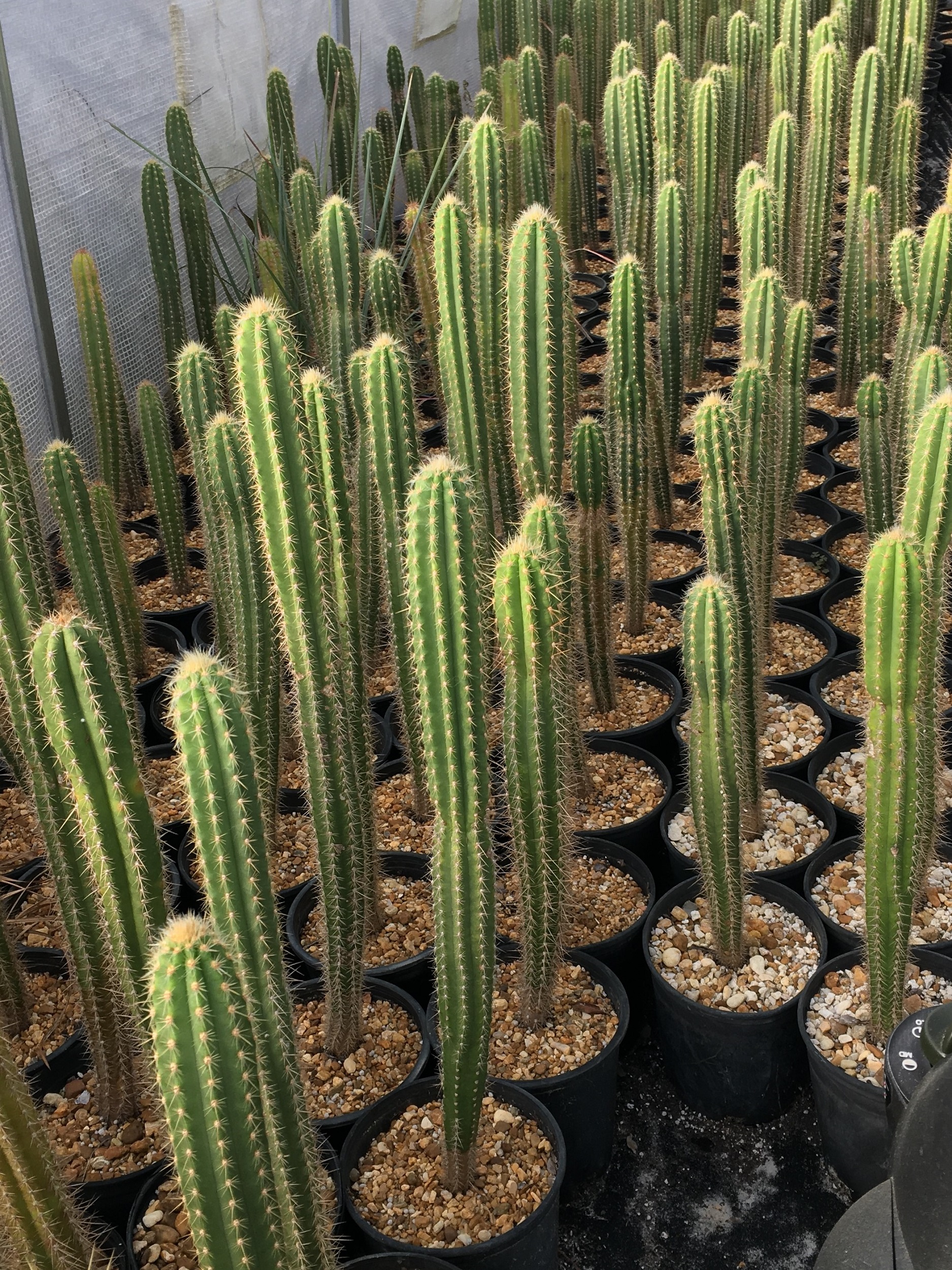 Pilosocereus pachycladus 'スーパーフロッコサス' Pilosocereus pachycladus ssp. viridis - Cactus Island Nursery