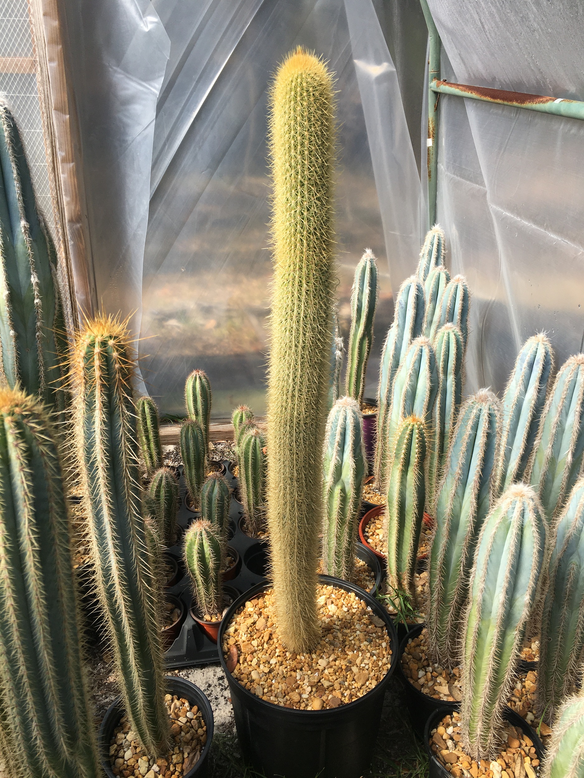 Pilosocereus chrysostele “Golden Pillar” - Cactus Island Nursery