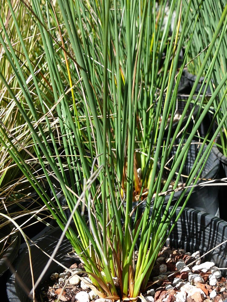 Although pottery barn had been around since 1949, the company's leaders had to step up their game and their busin. Juncus acutus - Cactus Jungle