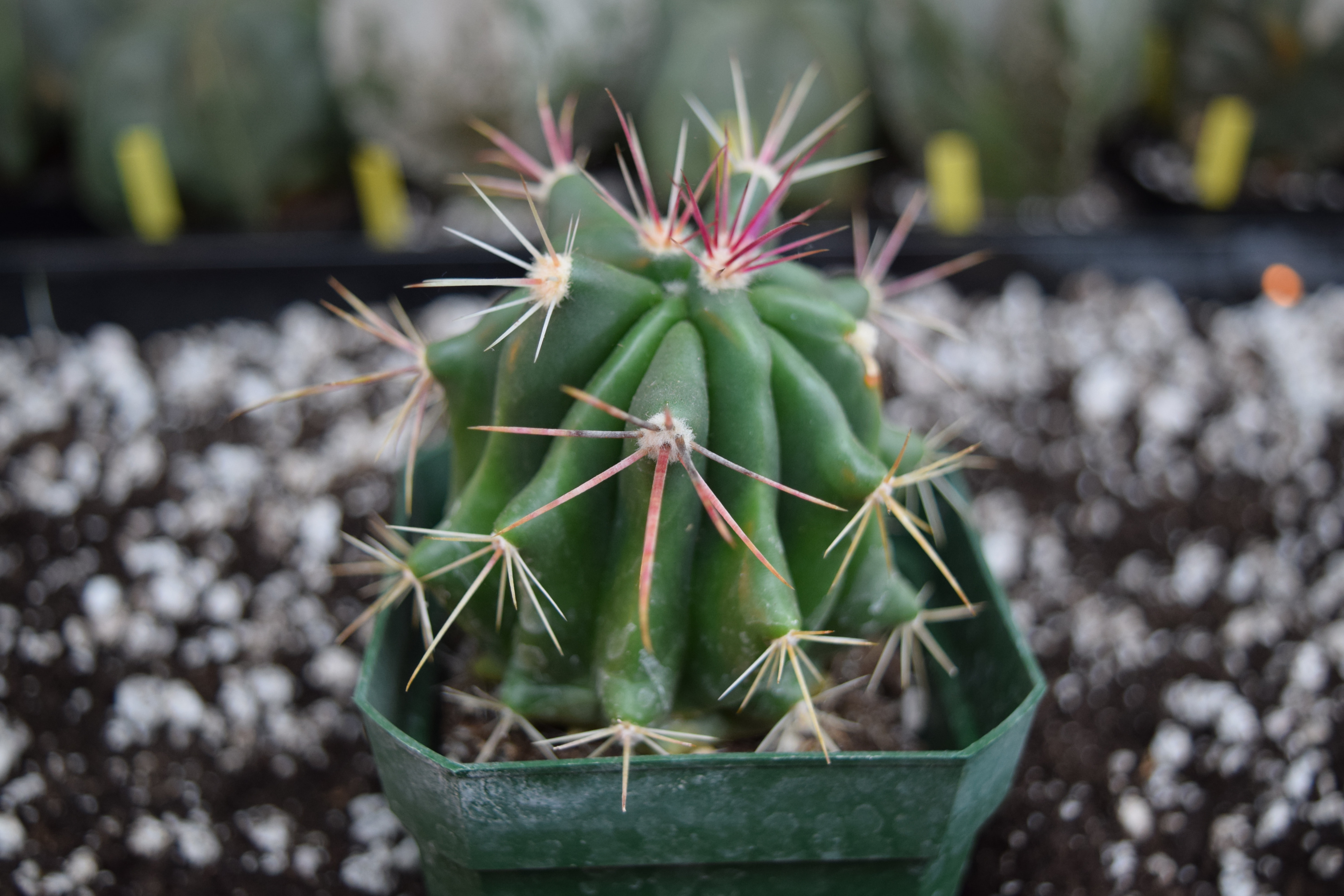 When the execute p1 button is clicked the javascript function p1 is executed. Ferocactus Pilosus Cactus | Cactus Kingdom
