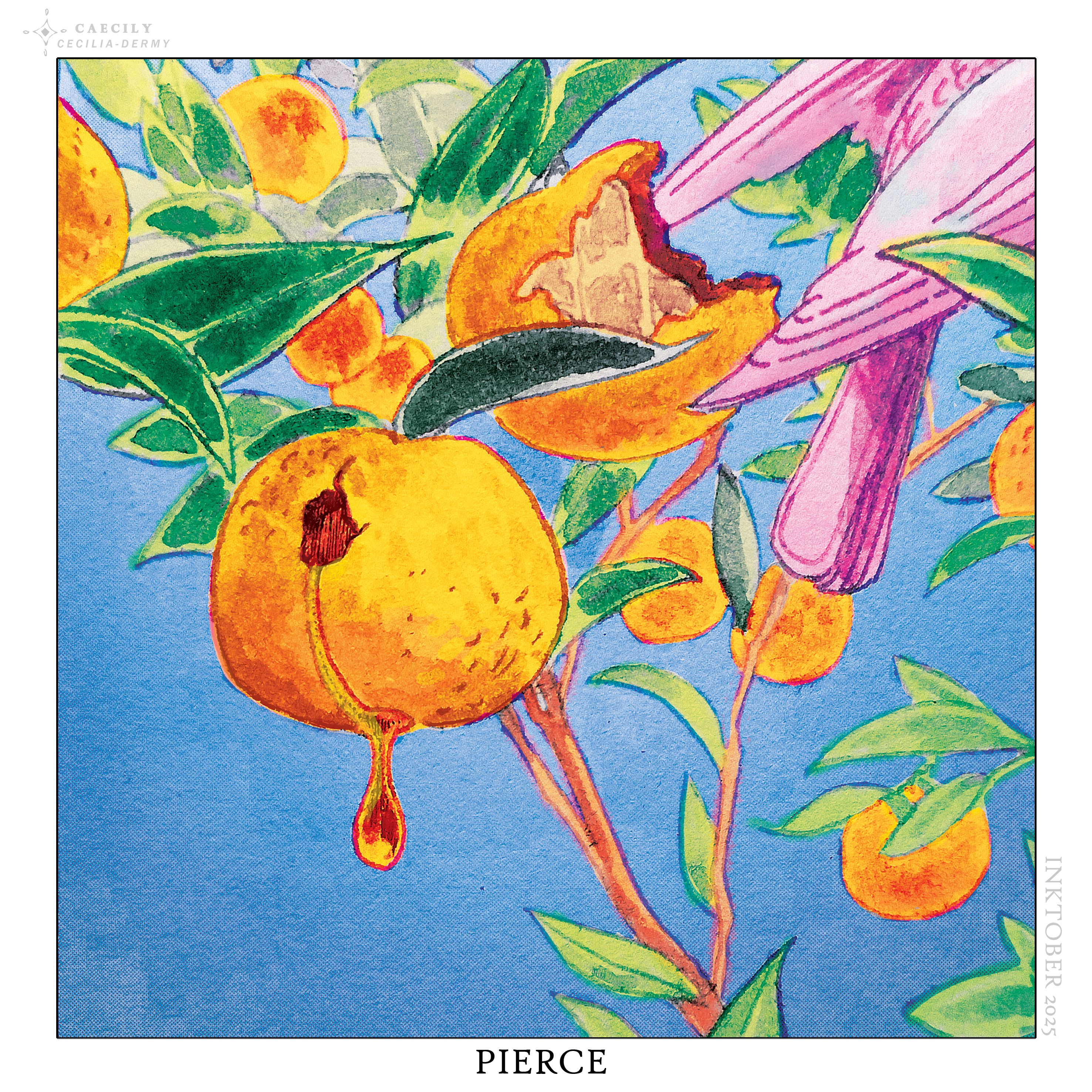 CAECILY-Pierce