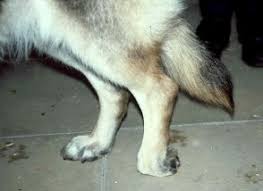 despiste de mielopatia degenerativa altdeutscher schäferhund pastor alemão de linhagem antiga