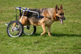 despiste de mielopatia degenerativa altdeutscher schäferhund pastor alemão de linhagem antiga