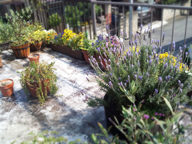 ベランダのラベンダー