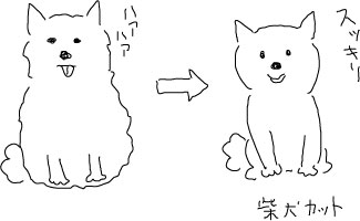 柴犬カット