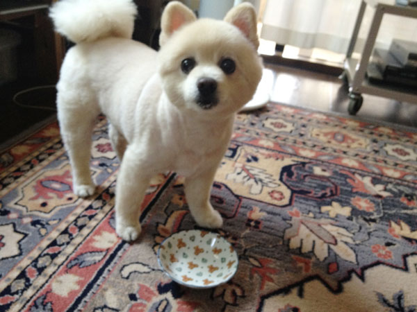 蕎麦を食べるシロ