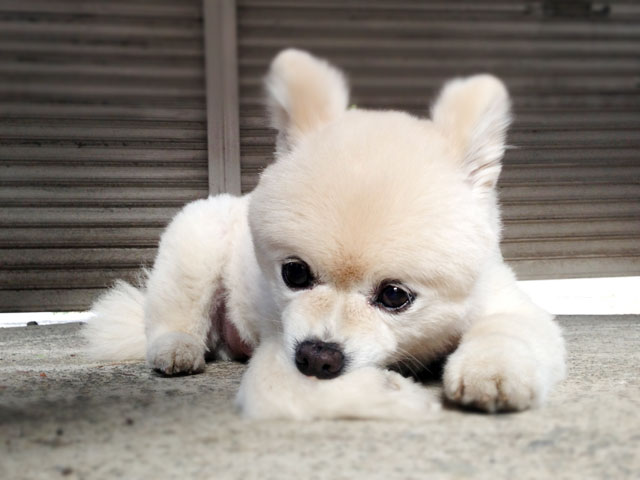 肉球を噛むシロ