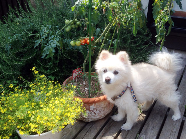 トマトが少し赤くなってきた