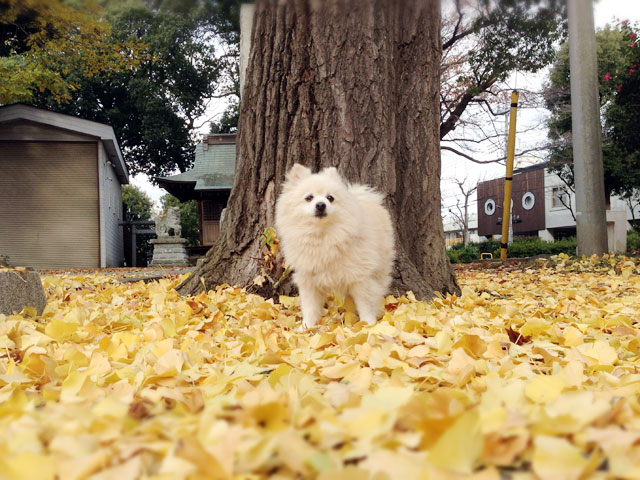 イチョウとシロ