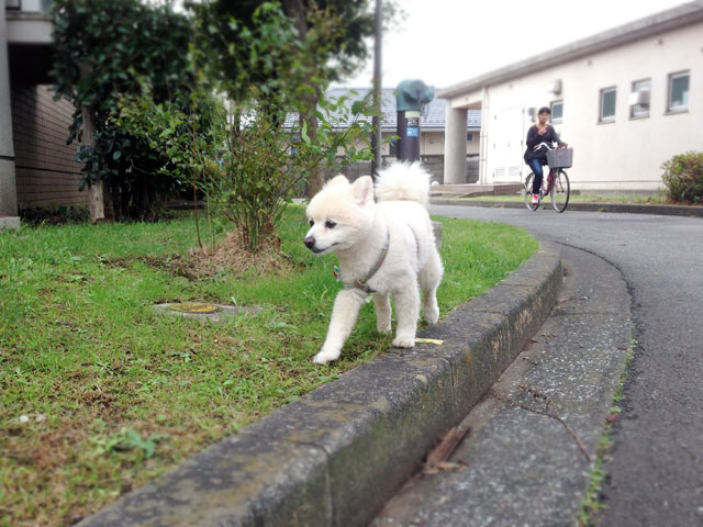 団地の中を散歩するシロ