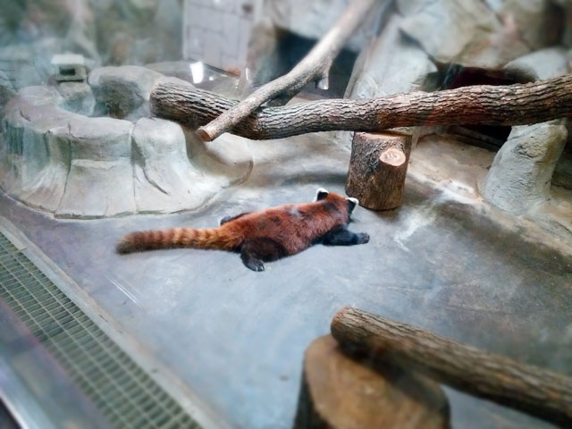 天王寺動物園のレッサーパンダ