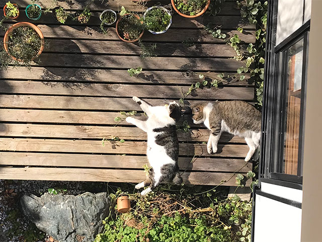 帰ってきたネコたち