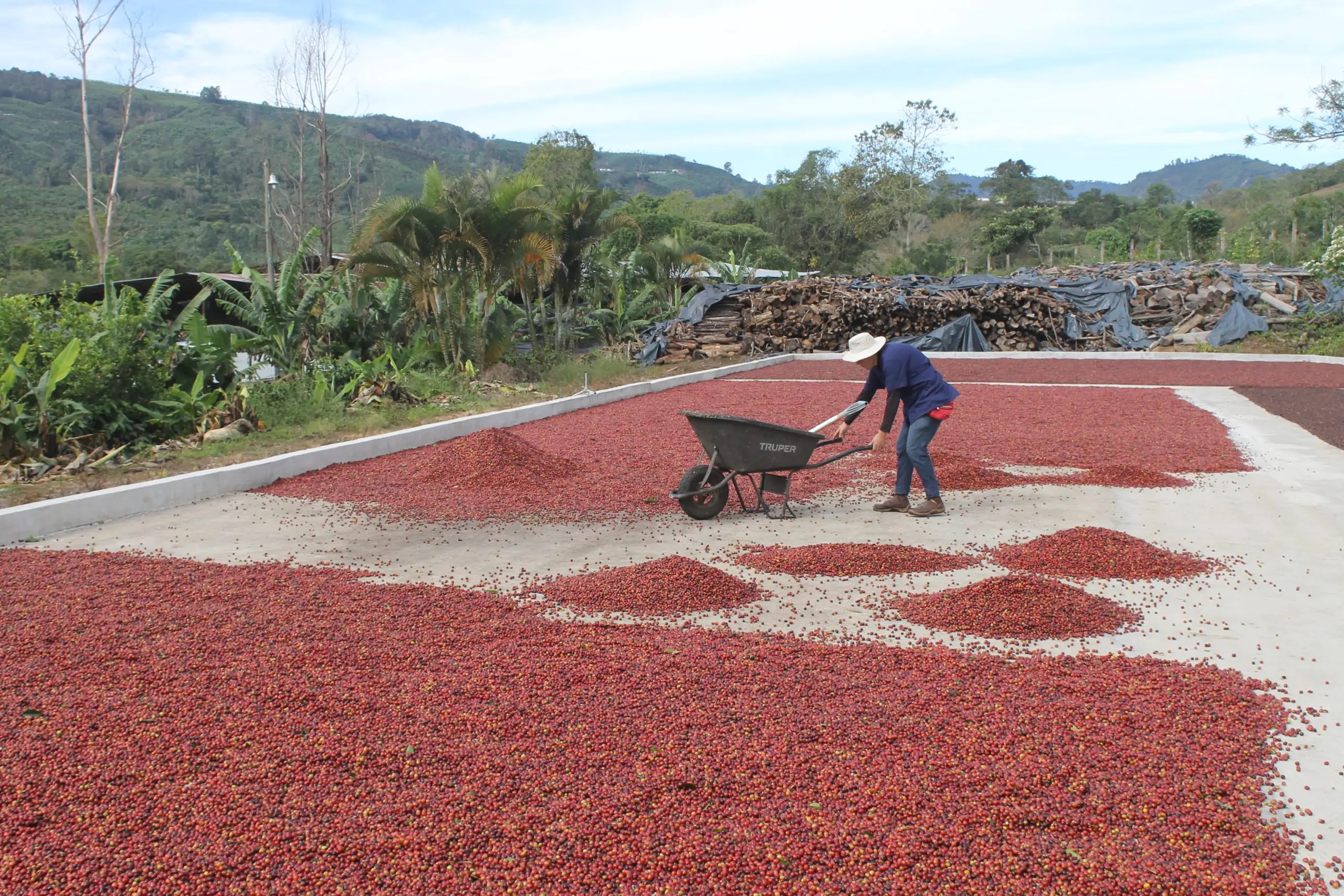 Natural Process Tarrazu Coffee Medium Roast - Cafe Jose