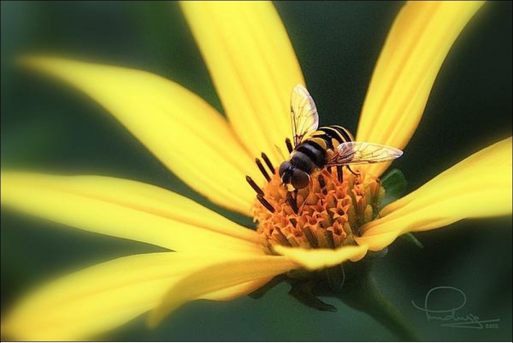hover fly