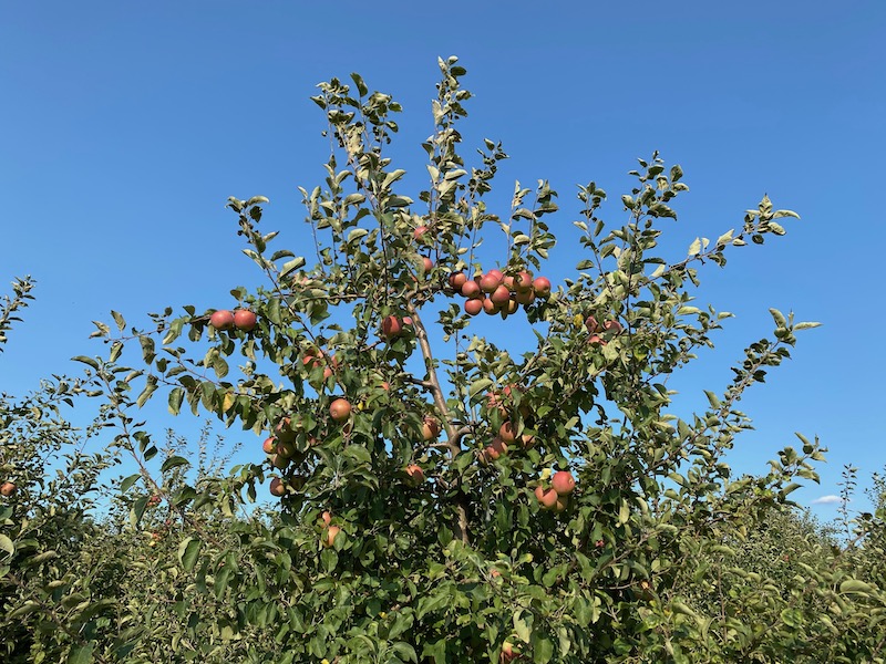 apple season
