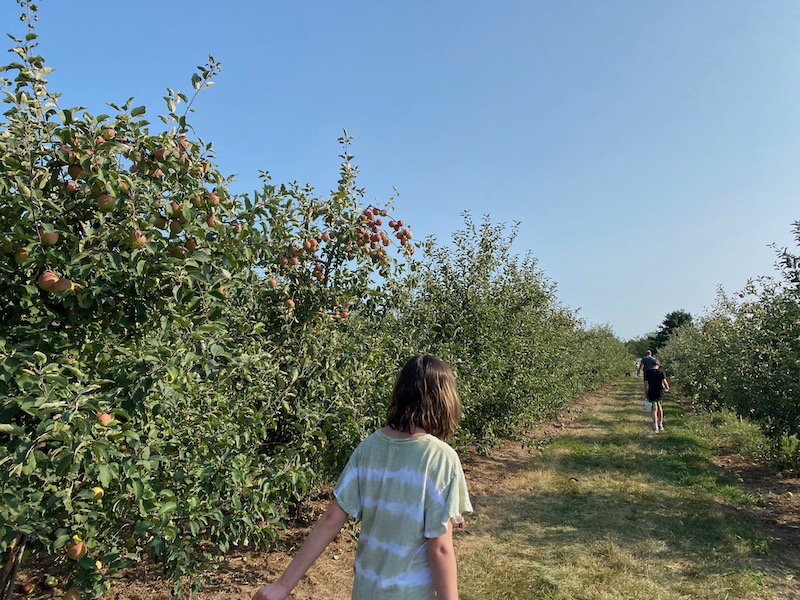 apple picking