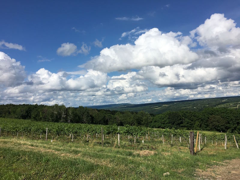 Bully Hill winery